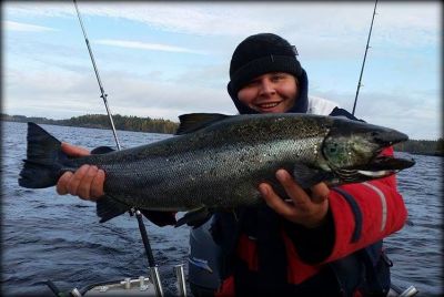 Timo Leivo, Saimaa 17.10.2015 Järvilohi 78cm. (vapautettu kuvauksen jälkeen)